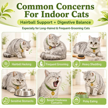 Freeze-Dried Probiotic Cat Treats – Hairball & Digestive Support
